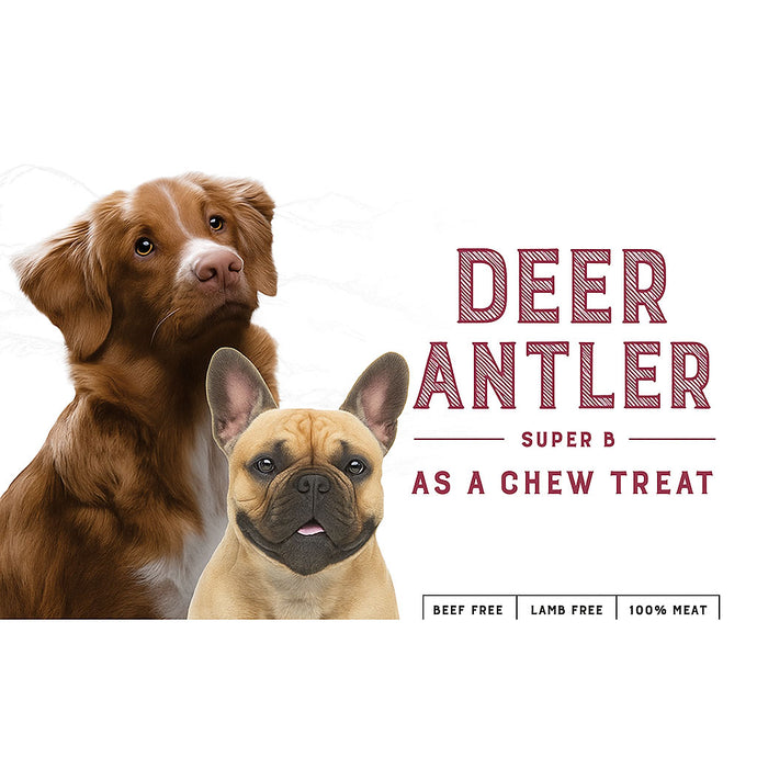 Deer Antler- superb as a chew treat